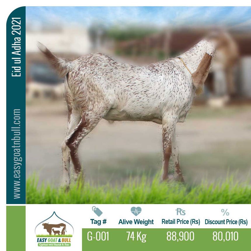 Premium Goat- G001
