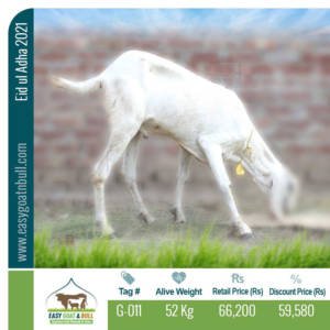 Premium Goat- G011