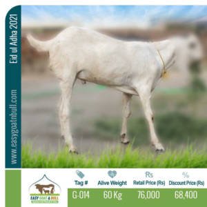 Premium Goat- G014
