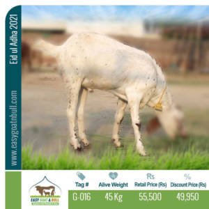 Premium Goat- G016