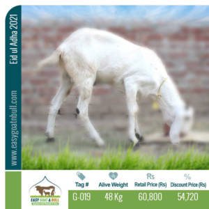 Premium Goat- G019