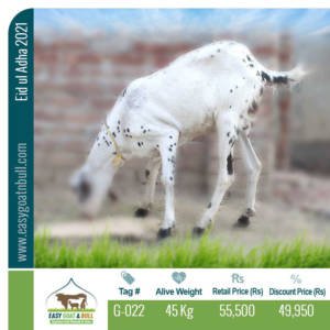 Premium Goat- G022