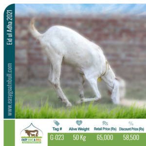 Premium Goat- G023