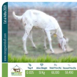 Premium Goat- G025