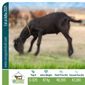 Regular Goat- G029