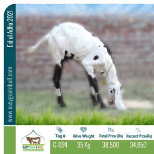 Regular Goat- G034