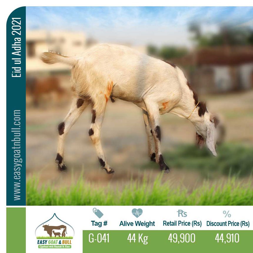 Premium Goat- G041