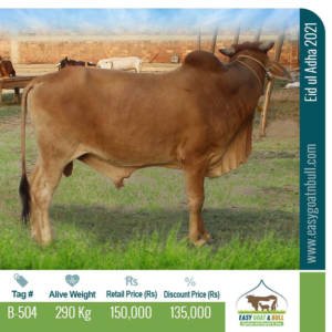 Regular Bull-B504