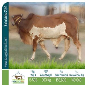 Premium-Bull-B505