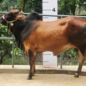 Book Bull/Cow Qurbani