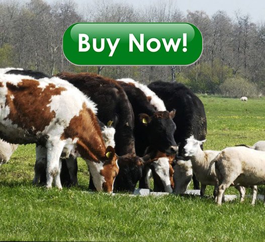 buy-alive-goat.jpg