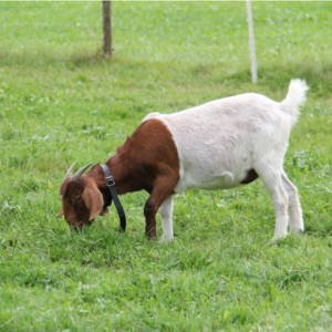 Book Lamb/Goat Qurbani