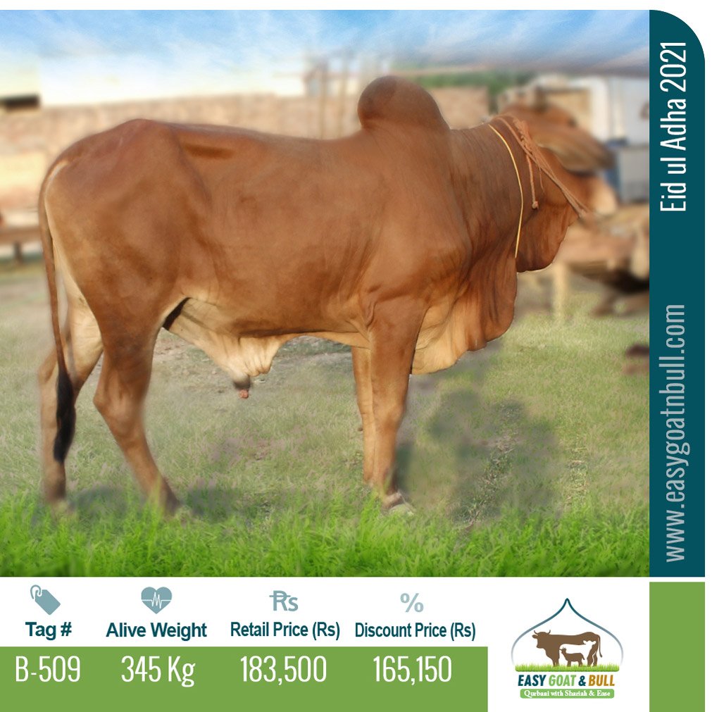 Premium Bull-B509