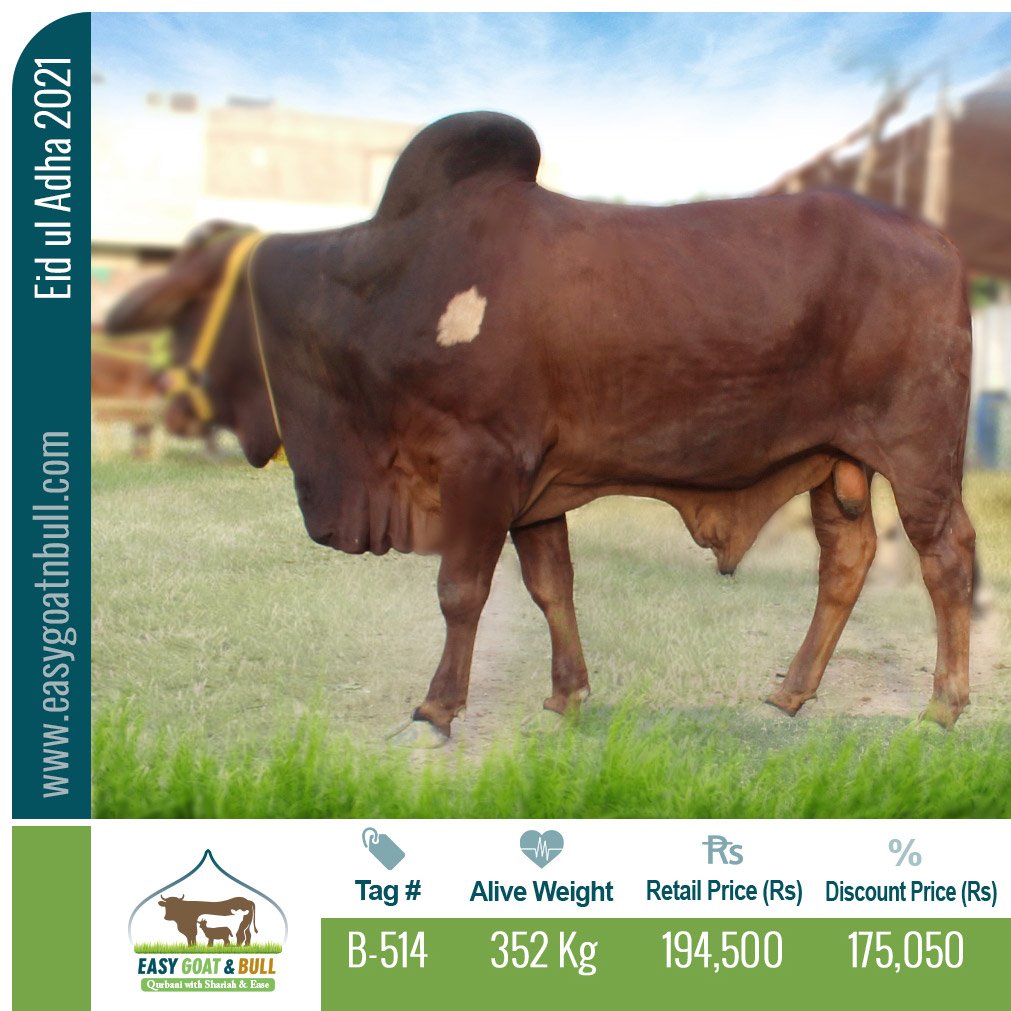 Premium Bull-B514