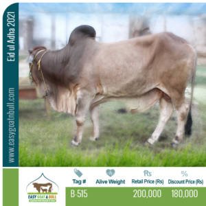 Premium Bull-B515
