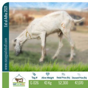Premium Goat- G026