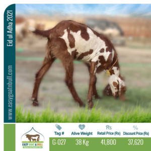 Regular-Goat- G027