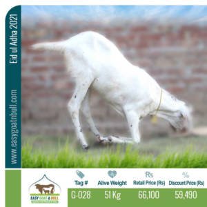 Premium Goat- G028