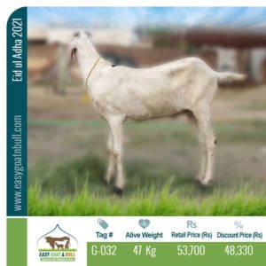 Premium Goat- G032