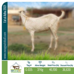 Regular-Goat- G035