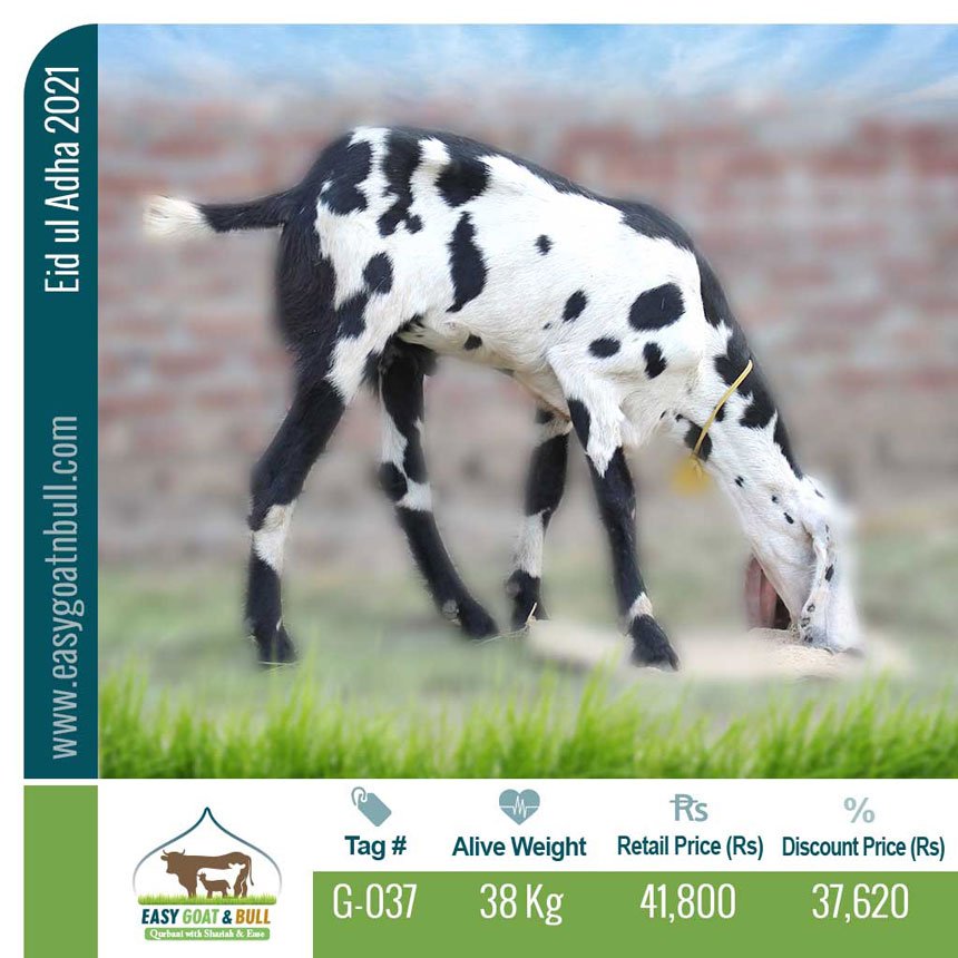 Regular-Goat- G037