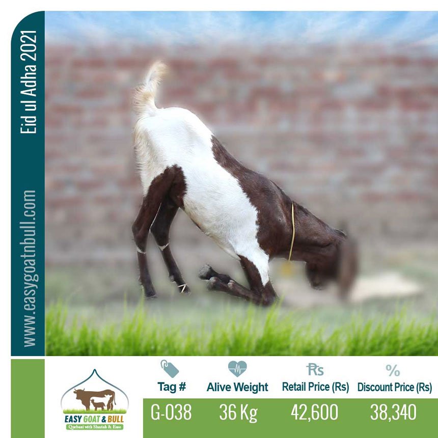 Regular-Goat- G038