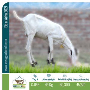 Regular-Goat- G045