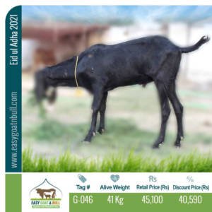 Regular-Goat- G046