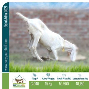 Premium Goat- G048