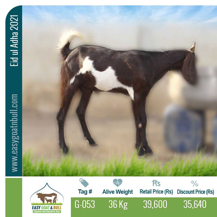 Regular-Goat- G053