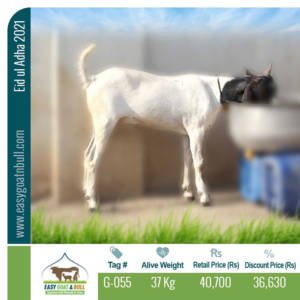 Regular-Goat- G055