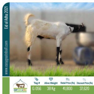 Regular-Goat- G056