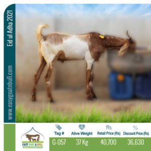 Regular-Goat- G057