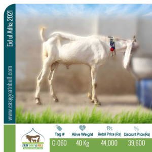 Regular-Goat- G060