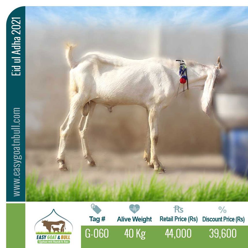Regular-Goat- G060