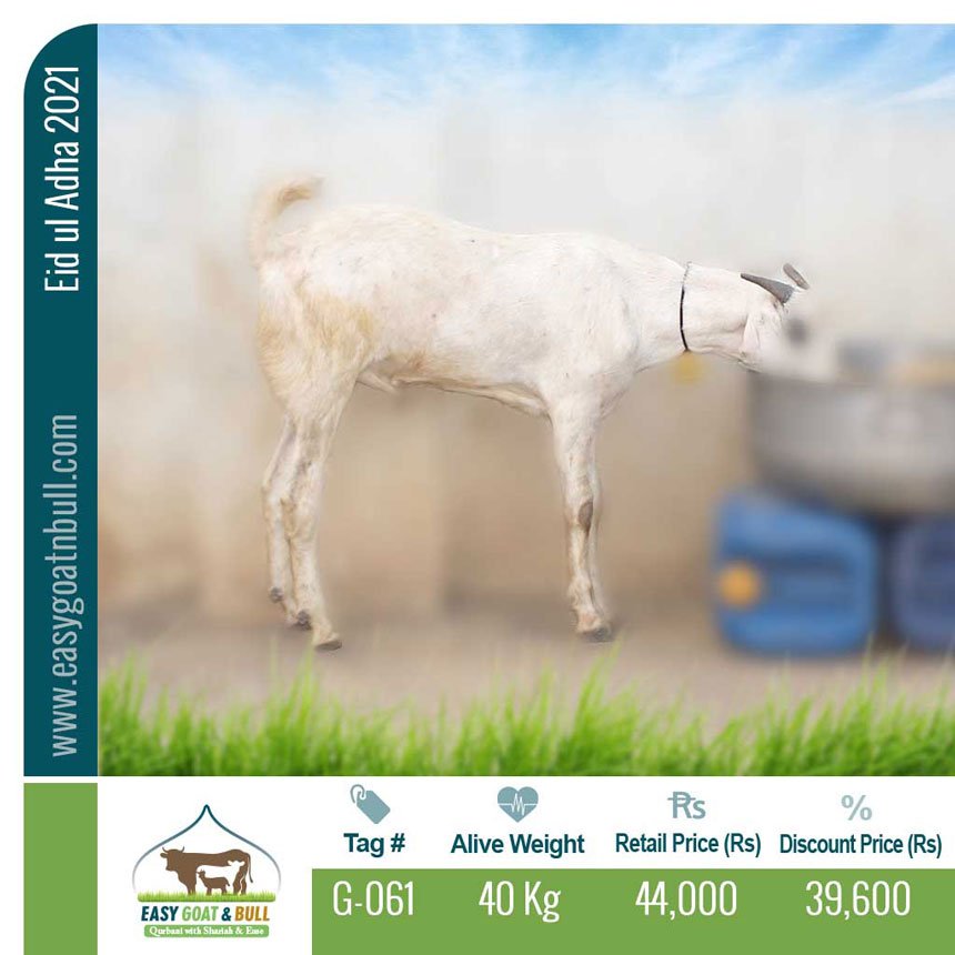 Regular-Goat- G061