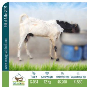 Regular-Goat- G064