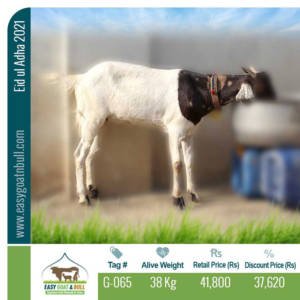 Regular-Goat- G065