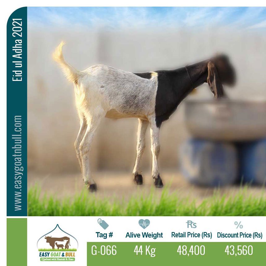Regular-Goat- G066