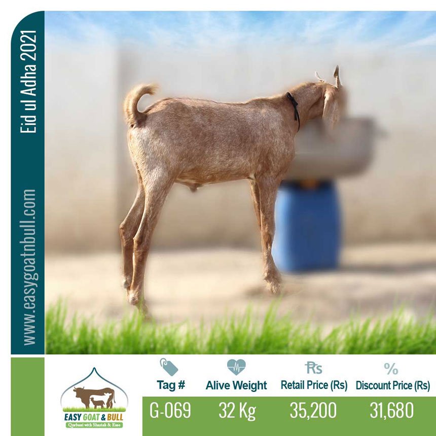 Regular-Goat- G069