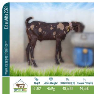 Regular-Goat- G072