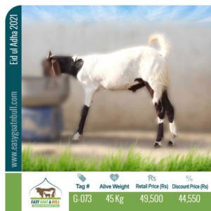 Regular-Goat- G073