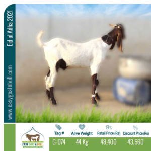 Regular-Goat- G074