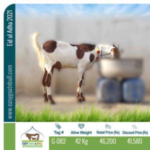 Regular-Goat- G082