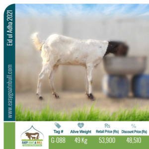 Premium Goat- G088