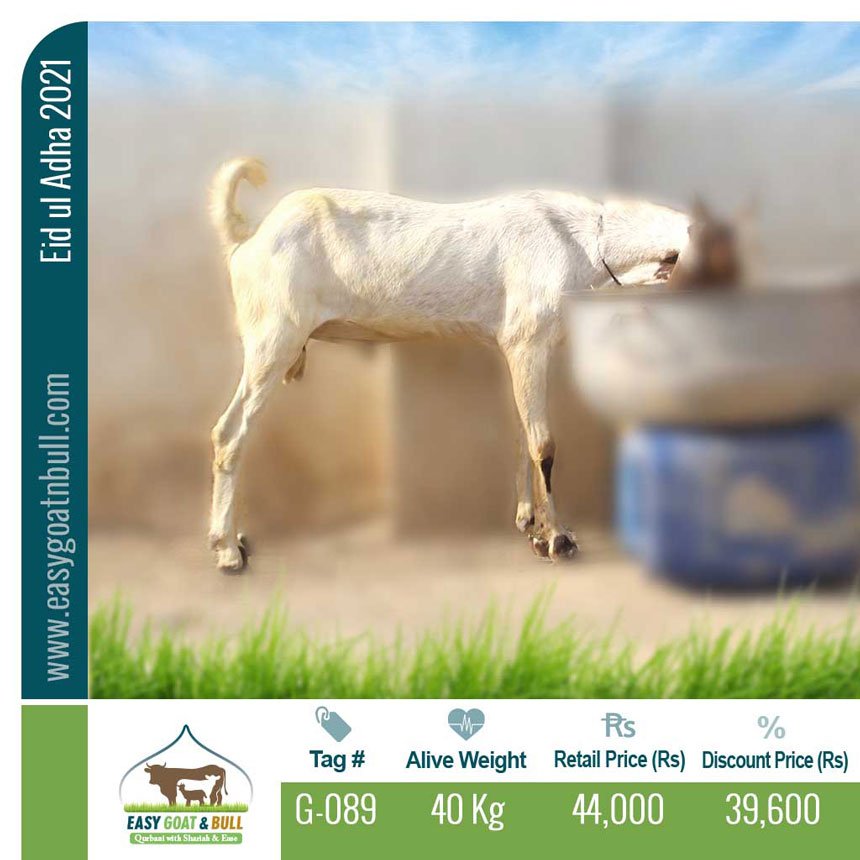 Regular-Goat- G089