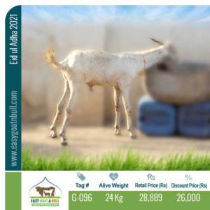 Economy-Goat- G096
