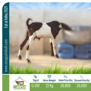 Economy-Goat- G097