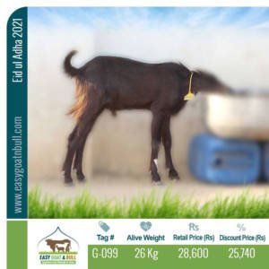 Economy-Goat- G099