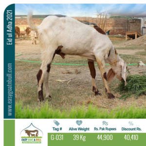 Regular-Goat- G031